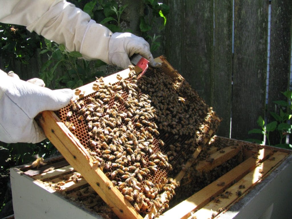 Seattle Urban Honey Bee Keeper's Journal