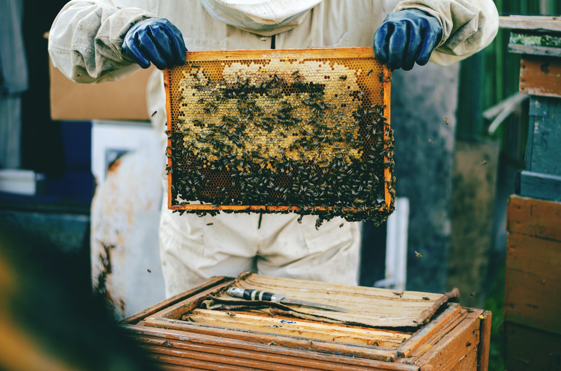 Urban Beekeeping Business Model - Holding a Honeycomb 