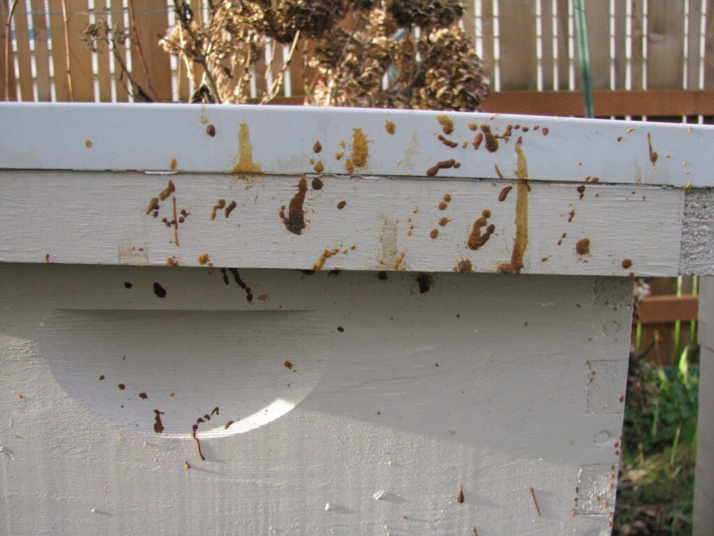 Nosema Infected Hive
